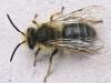 Andrena sp.